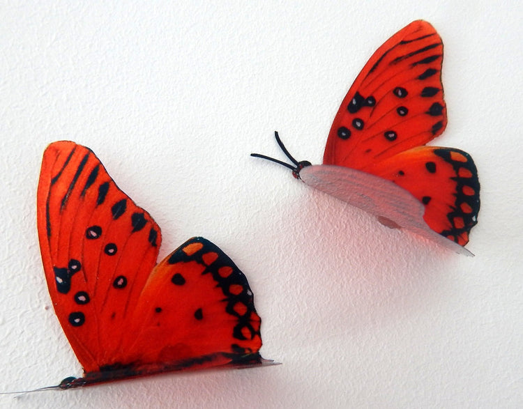 red natural butterfly by flutterframes