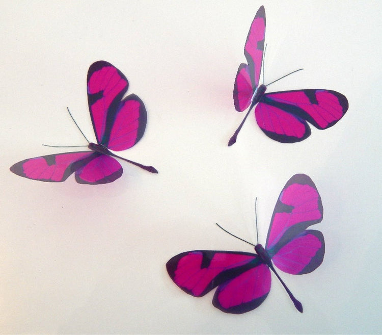 3d butterfly stickers, Fuchsia Pink Long Tail natural butterfly, conservatoryr
