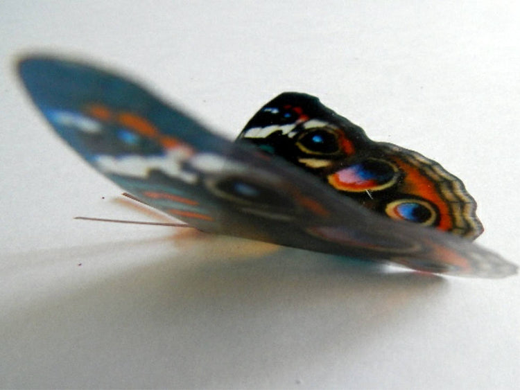 Nature reserve butterflies Kent