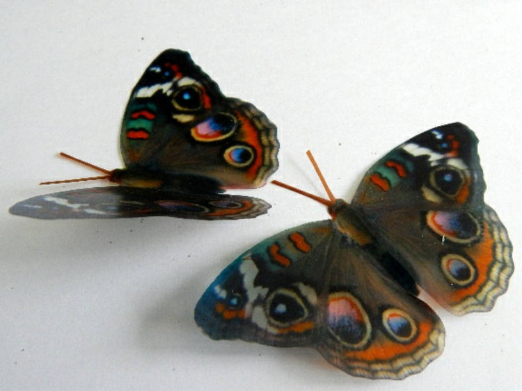 Brown Buck eye butterfly