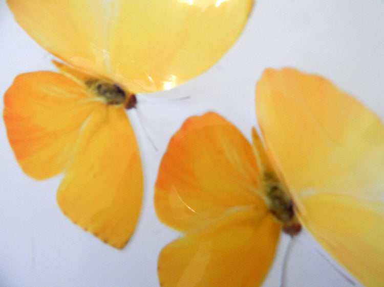 Peacock Pansy yellow butterfly