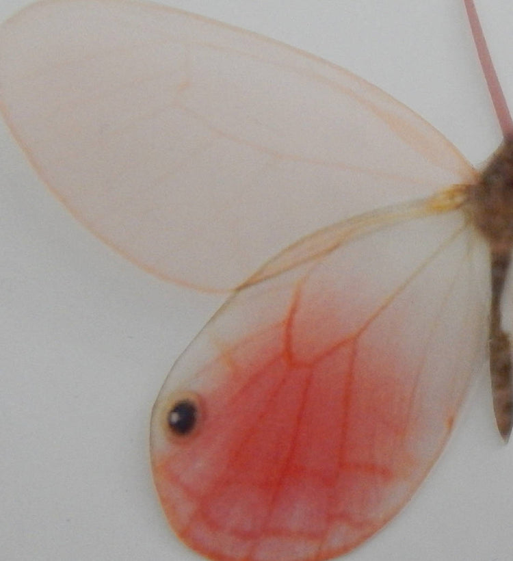 Salmon pink 3d wall butterfly stickers Luxury Amazing Butterflies 3D Butterfly Wall Art Home Decorations