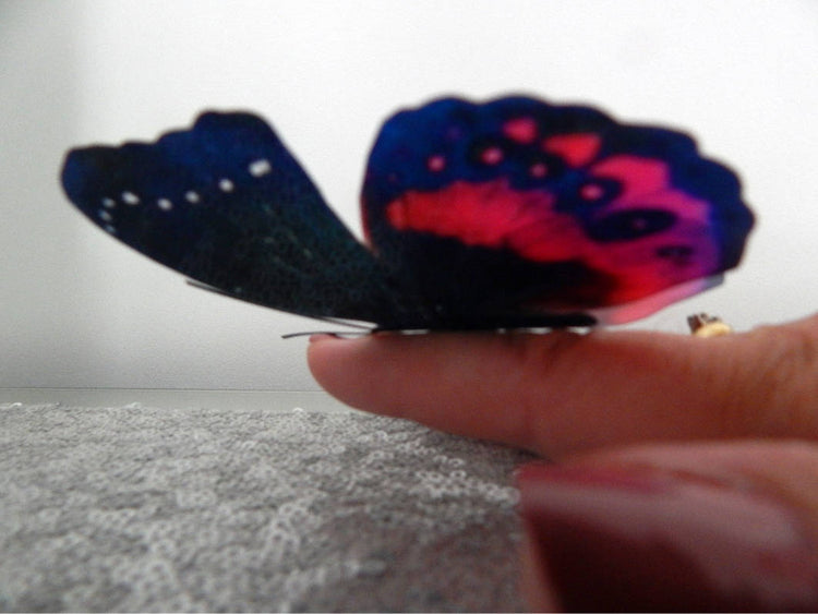 black and red butterfly by flutterframes