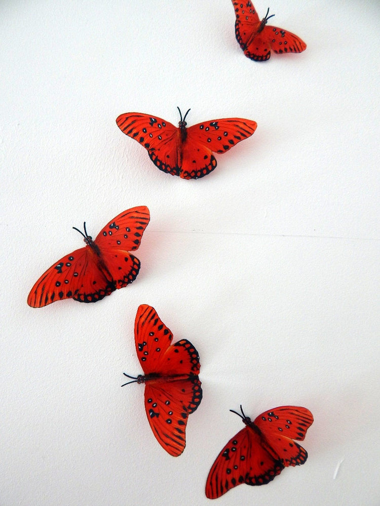 red butterfly collection