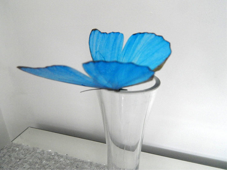 Natural blue butterfly 3d sticker
