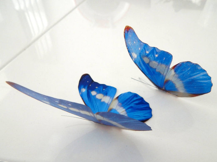 Blue butterfly for the wall 3d Natural Butterfly wall sticker