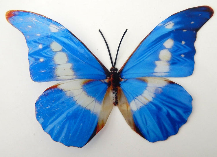Blue butterfly for the wall 3d Natural Butterfly wall sticker