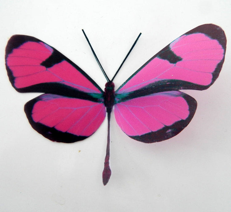 3d butterfly stickers, Fuchsia Pink Long Tail natural butterfly, conservatoryr