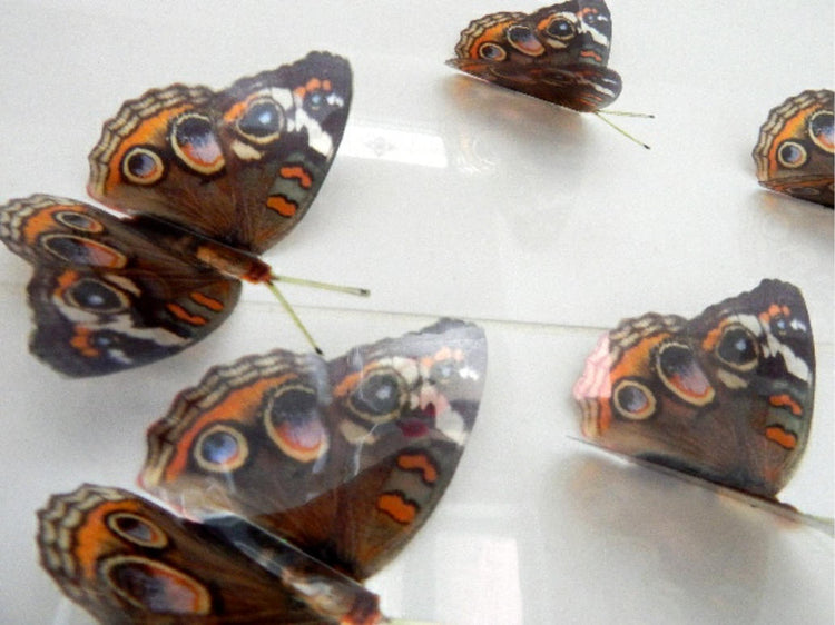 Brown Buck eye butterfly stickers