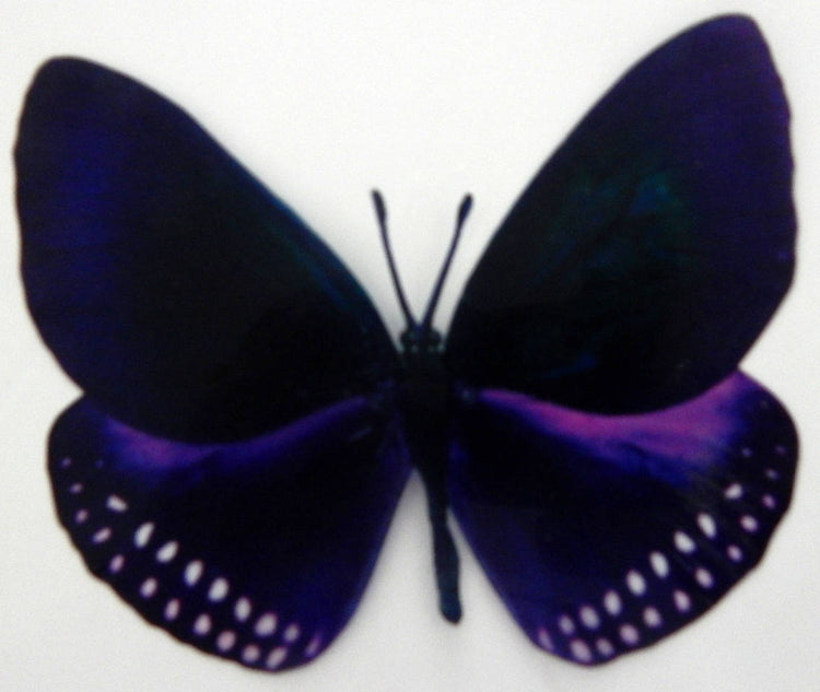 3D Deep Purple butterfly wall stickers , conservatory, picture frames, mirrors,windows,doors,walls