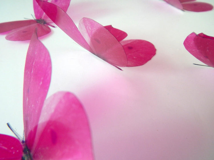 Fuchsia pink butterfly by flutterframes