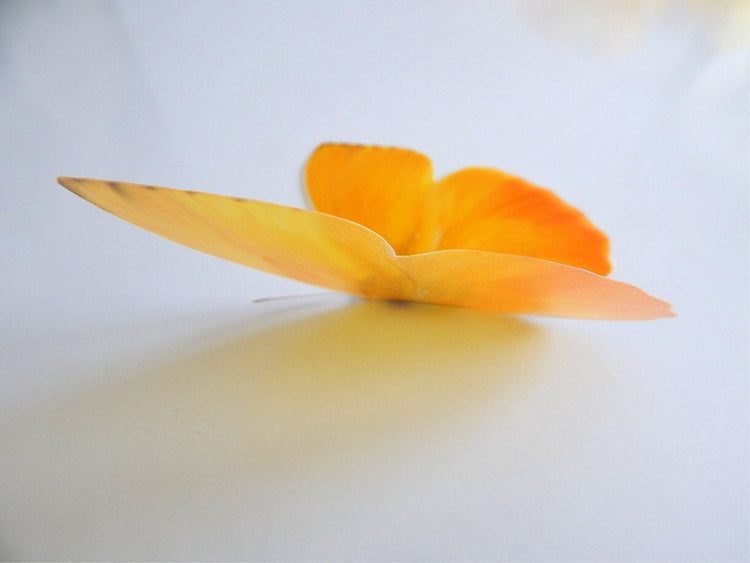 Yellow butterfly stickers