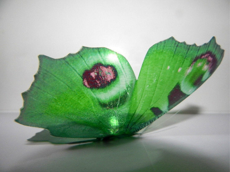 natural green butterfly collection Hall Place