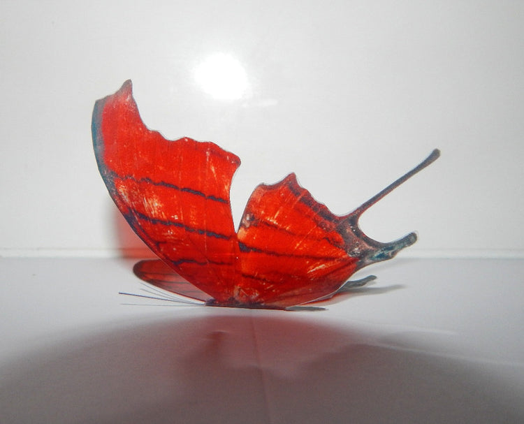 natural red butterfly collection Hall Place