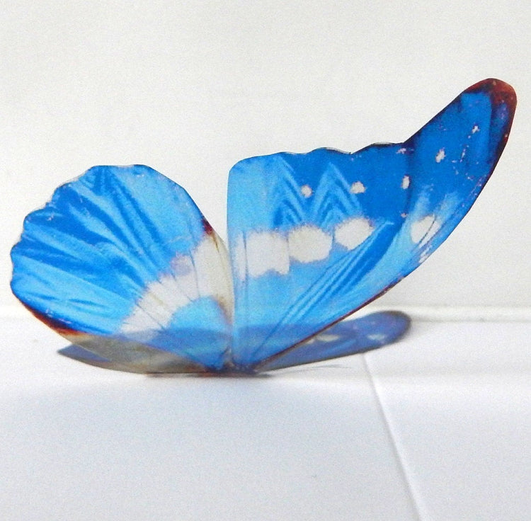 Rainbow of butterflies,3d butterflies the Rainbow,multi-coloured collection, wall,conservatory, home,bedroom, lounge,window decorations