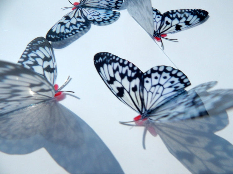 Black and white butterfly reproduction natural,Butterfly 3d purple, luxury butterfly wall art, bedroom,bathroom, window sun catcher