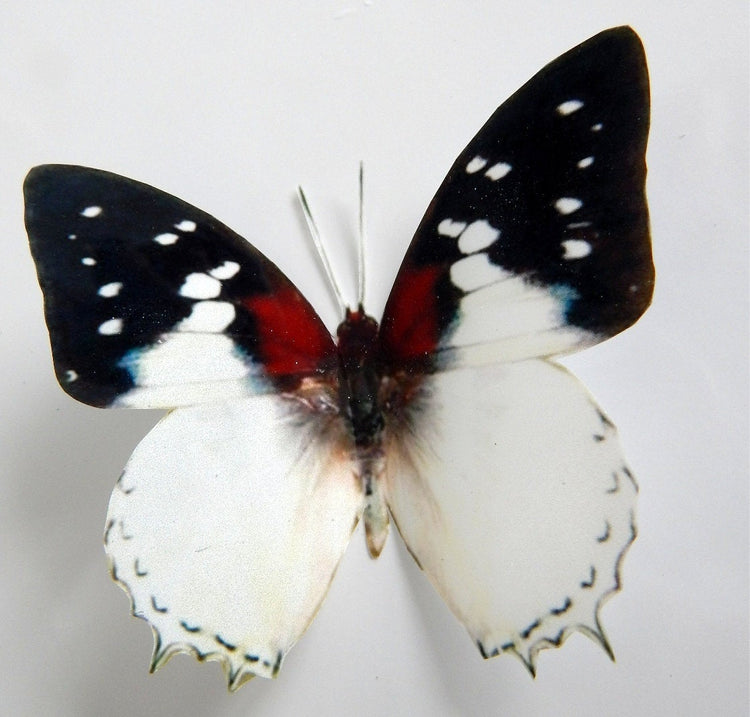 Natural reproduction 3d butterfly wall stickers,sun catcher,plant pots,walls,table decor,conservatory,windows,display of butterflies