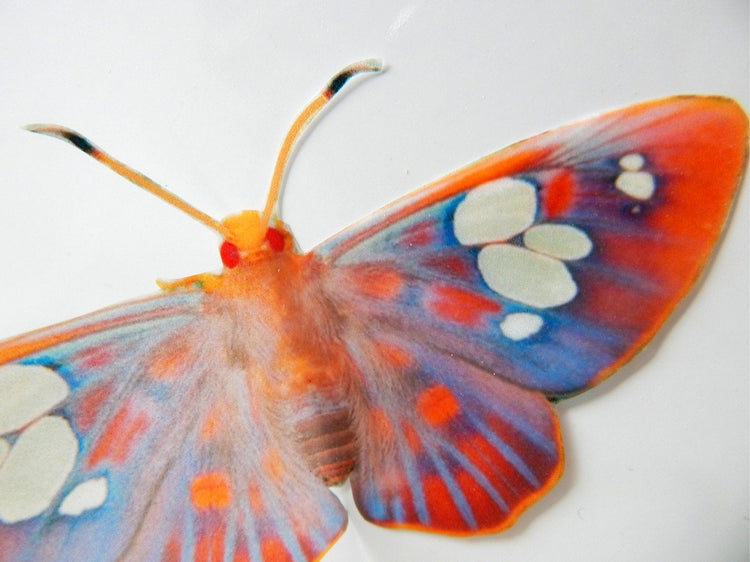 Natural reproduction 3d butterfly wall stickers,sun catcher,plant pots,walls,table decor,conservatory,windows,display of butterflies