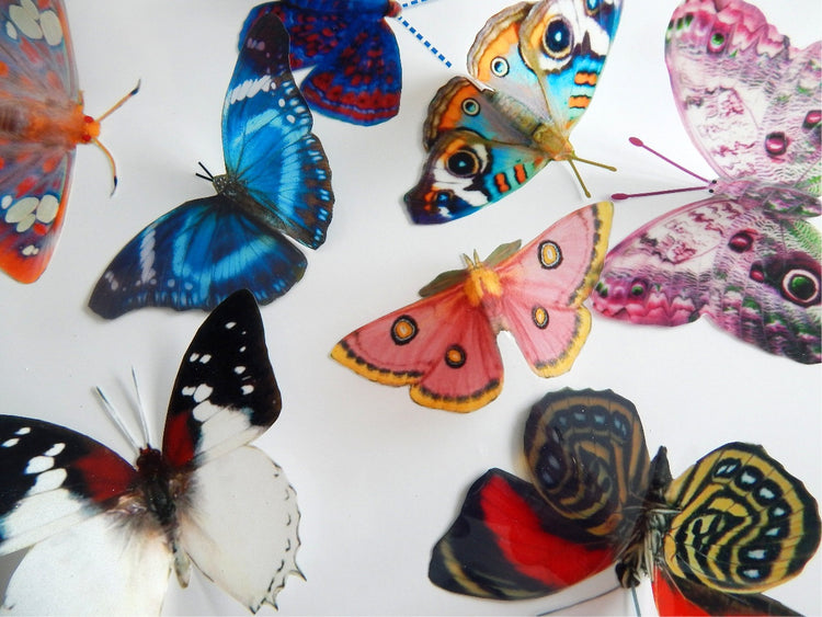 Natural reproduction 3d butterfly wall stickers,sun catcher,plant pots,walls,table decor,conservatory,windows,display of butterflies