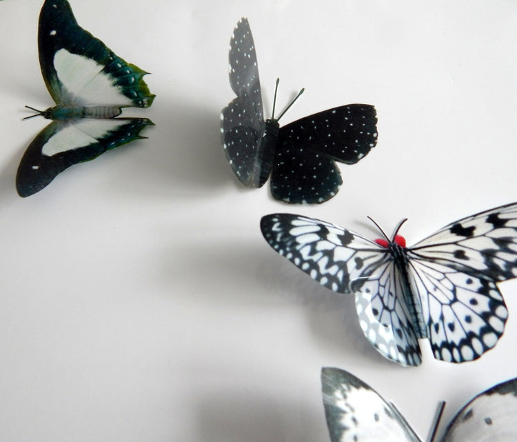 Black and white Natural reproduction 3d butterfly wall stickers