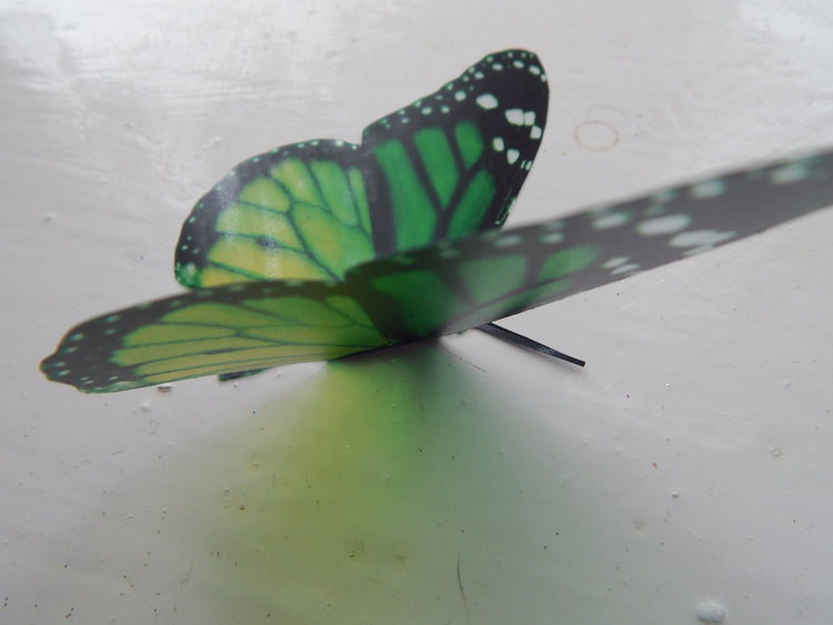 Green monarch butterfly