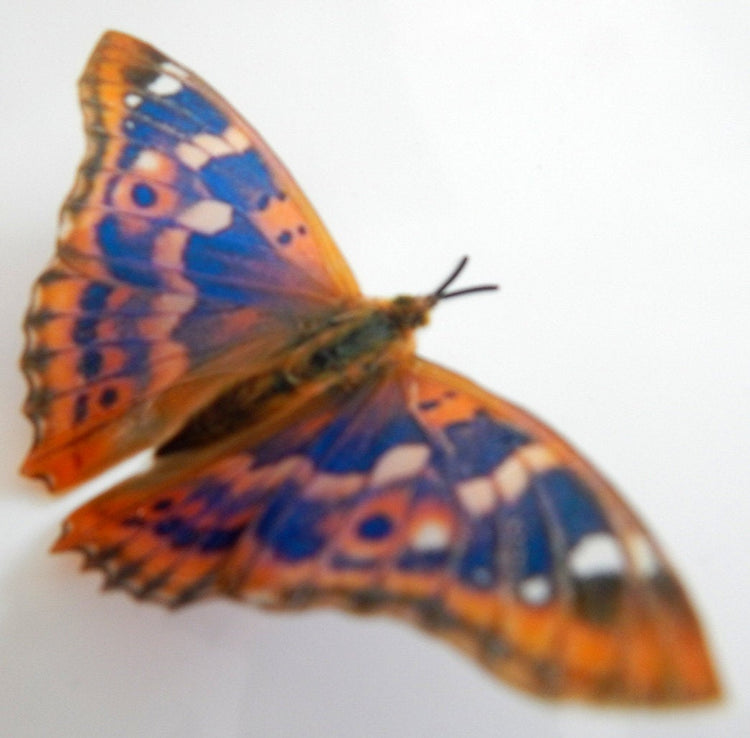 natural orange and blue butterfly museum collection