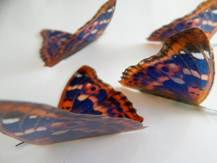 butterfly conservation