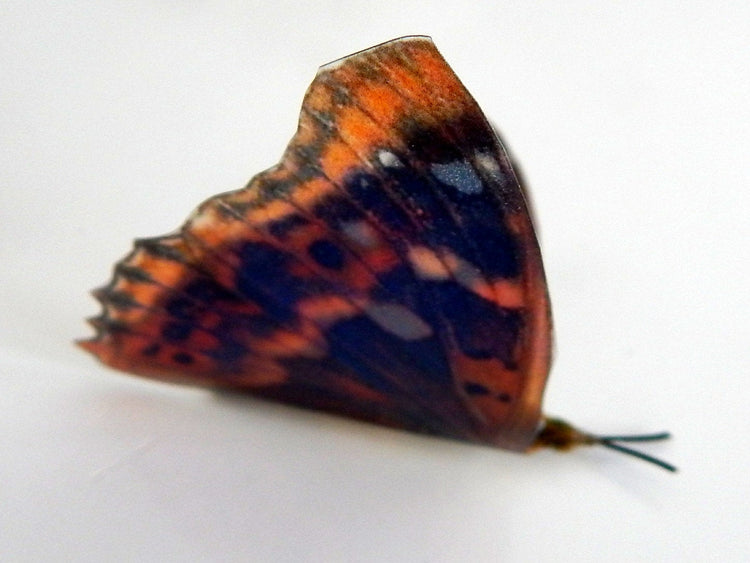 Natural faux butterflies