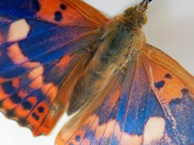 butterfly farm natural orange butterflies
