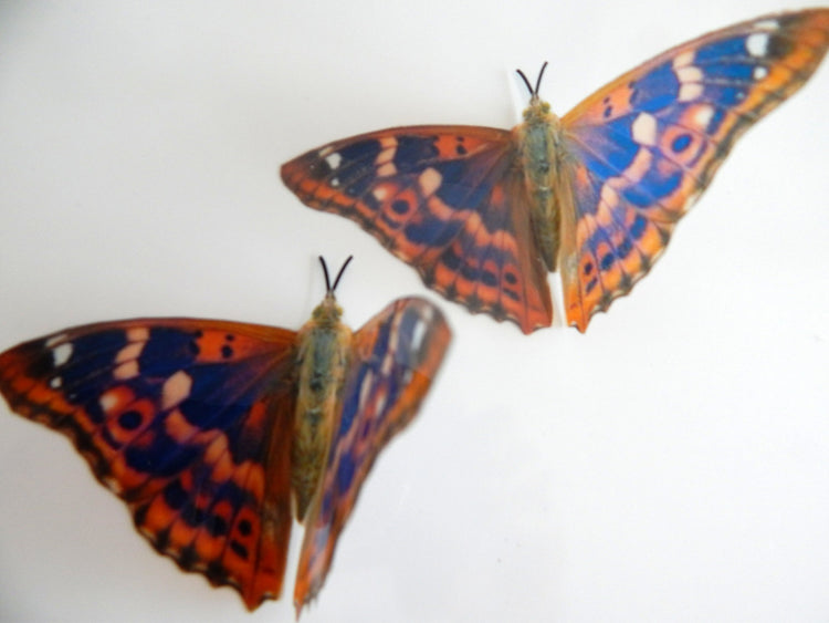 butterfly farm natural orange butterflies