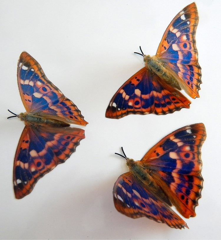 3 butterflies Horniman museum for butterflies