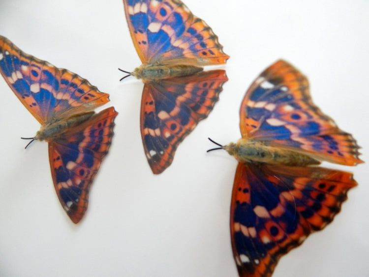 Horniman museum for natural butterflies