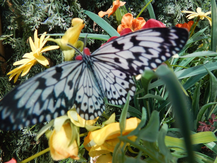 Black and white butterfly reproduction natural,Butterfly 3d purple, luxury butterfly wall art, bedroom,bathroom, window sun catcher