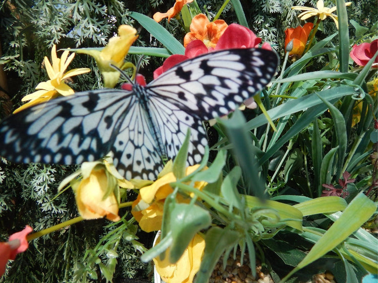 Black and white butterfly reproduction natural,Butterfly 3d purple, luxury butterfly wall art, bedroom,bathroom, window sun catcher