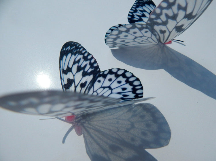 Black and white butterfly reproduction natural,Butterfly 3d purple, luxury butterfly wall art, bedroom,bathroom, window sun catcher