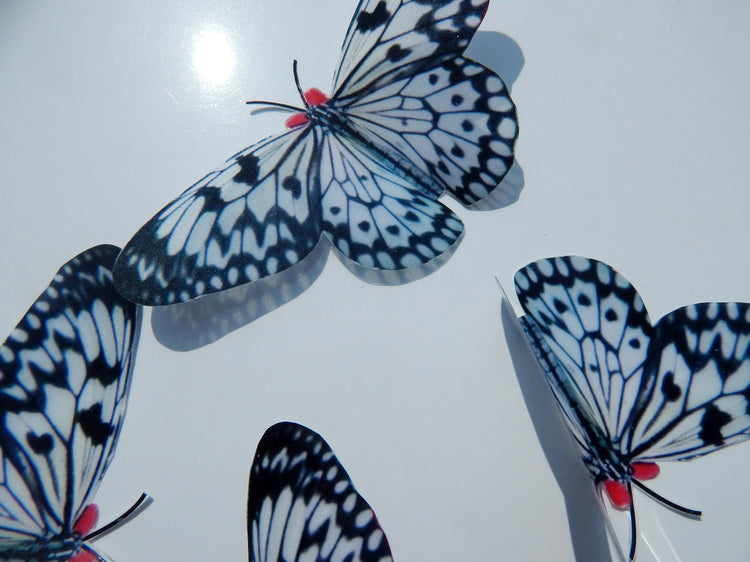 Black and white butterfly reproduction natural,Butterfly 3d purple, luxury butterfly wall art, bedroom,bathroom, window sun catcher