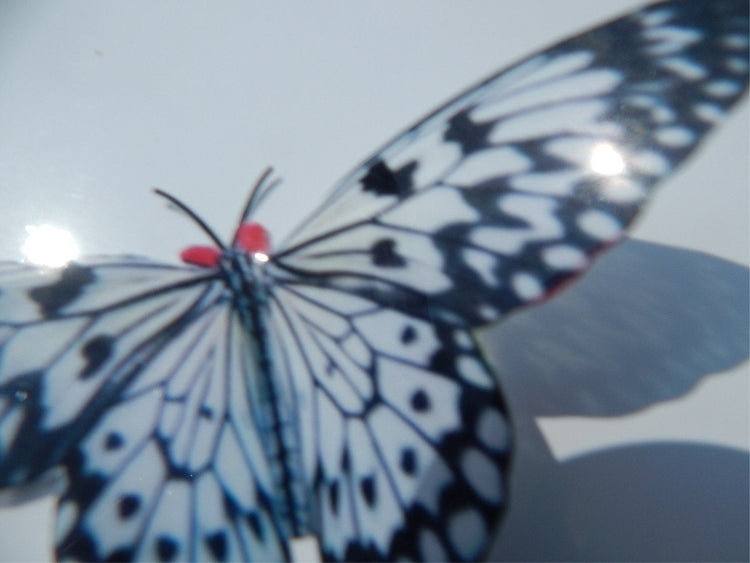 Black and white butterfly reproduction natural,Butterfly 3d purple, luxury butterfly wall art, bedroom,bathroom, window sun catcher