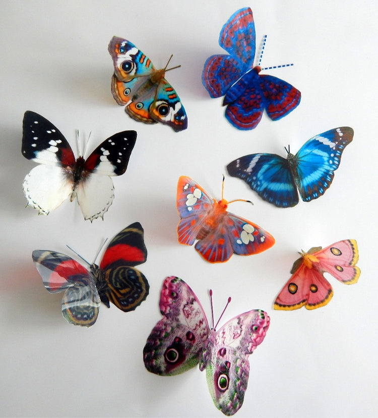 Natural reproduction 3d butterfly wall stickers,sun catcher,plant pots,walls,table decor,conservatory,windows,display of butterflies