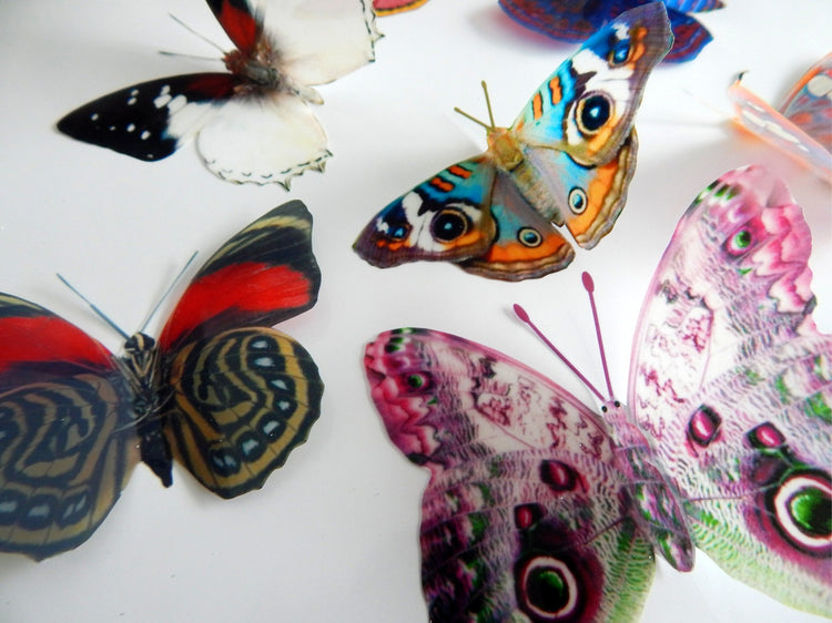Natural reproduction 3d butterfly wall stickers,sun catcher,plant pots,walls,table decor,conservatory,windows,display of butterflies
