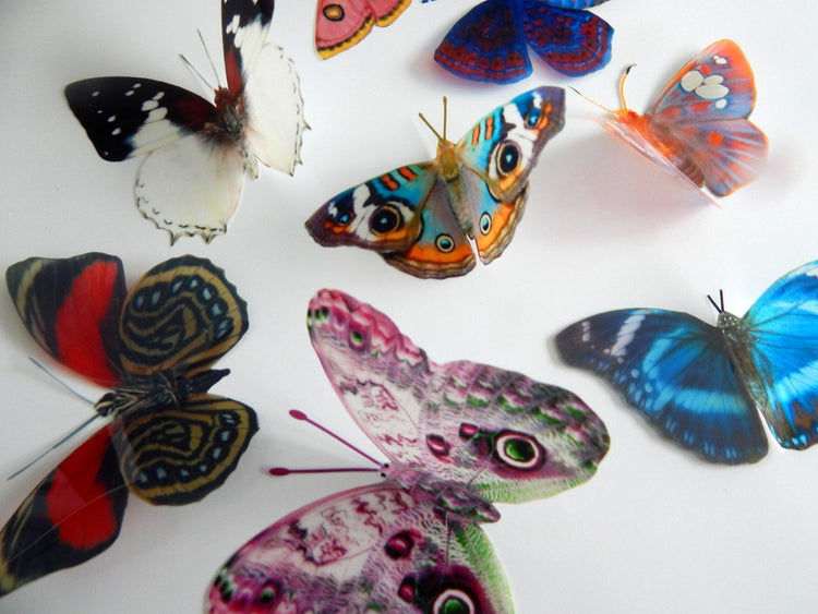 Natural reproduction 3d butterfly wall stickers,sun catcher,plant pots,walls,table decor,conservatory,windows,display of butterflies