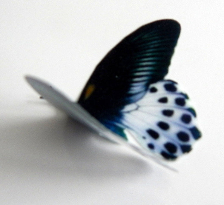 natural black butterfly