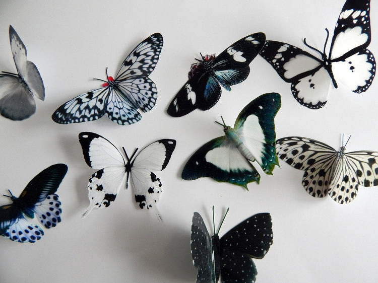 black and white 3d butterflies