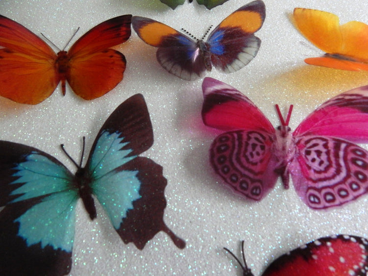 Red Admiral butterfly