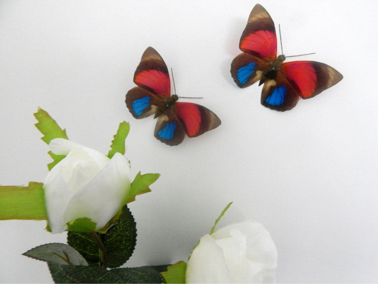 Red and Blue natural Butterfly 3d wall art in flight, reproduction butterflies