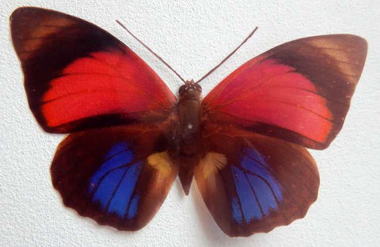 Red and Blue natural Butterfly 3d wall art in flight, reproduction butterflies