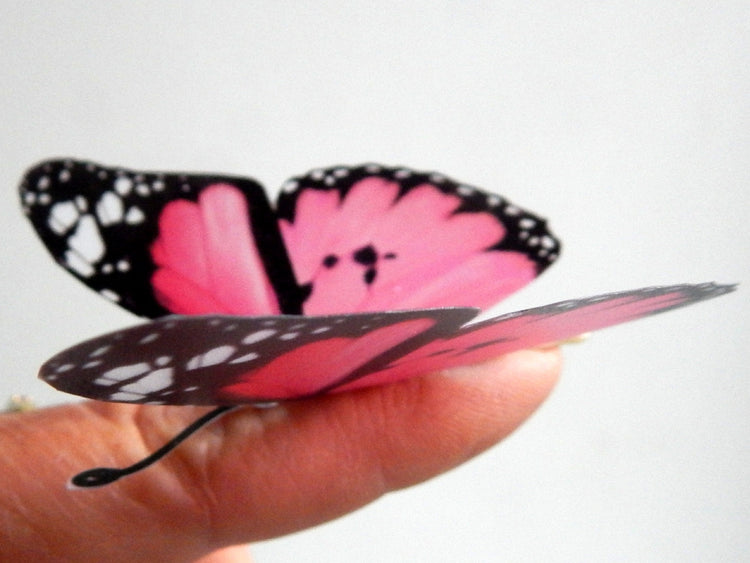 Hall Place butterflies