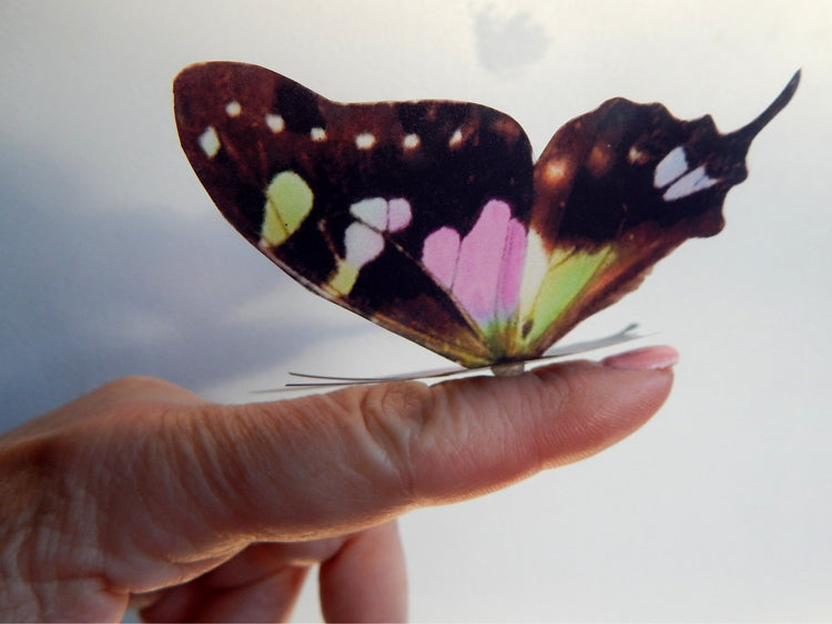 Spotted Swallow tail