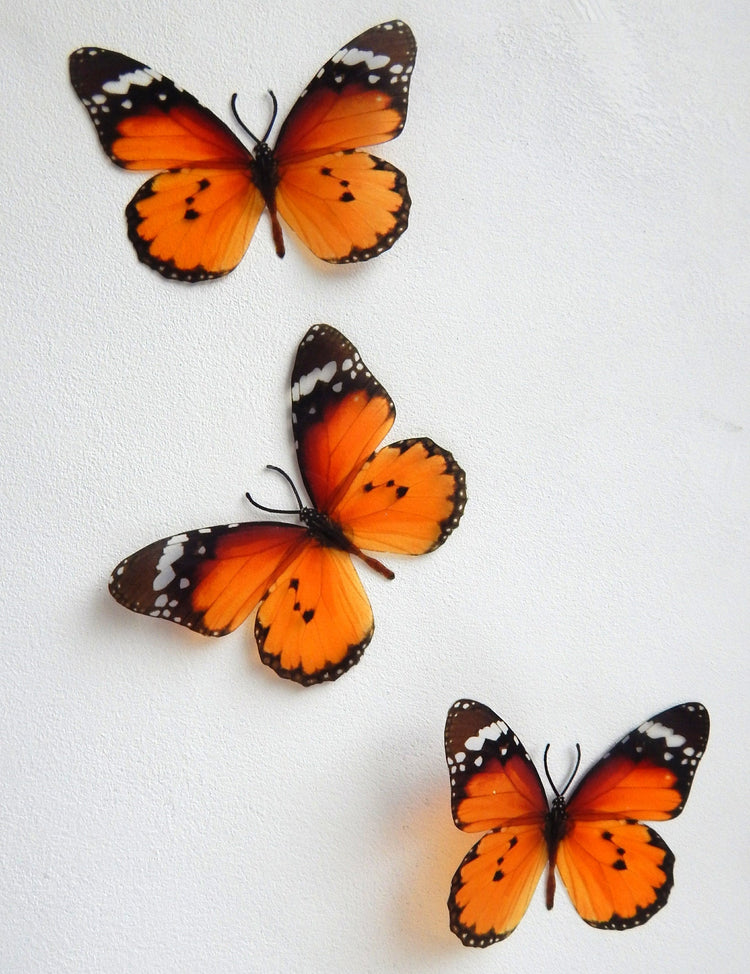 6 Orange Luxury Truly beautiful Butterflies. 3D Butterfly Wall Art. Orange decor, inside  Home Decor Wall Art