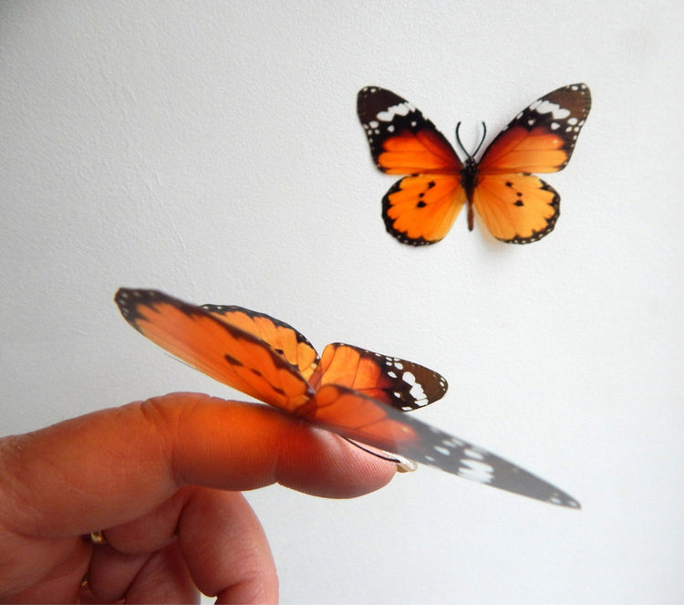 6 Orange Luxury Truly beautiful Butterflies. 3D Butterfly Wall Art. Orange decor, inside Home Decor Wall Art