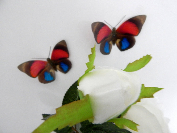Red and Blue natural Butterfly 3d wall art in flight, reproduction butterflies